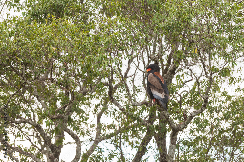 Bateleur Eagle at Masai Mara,Kenya,Africa Bateleur Eagle at Masai Mara,Kenya,Africa