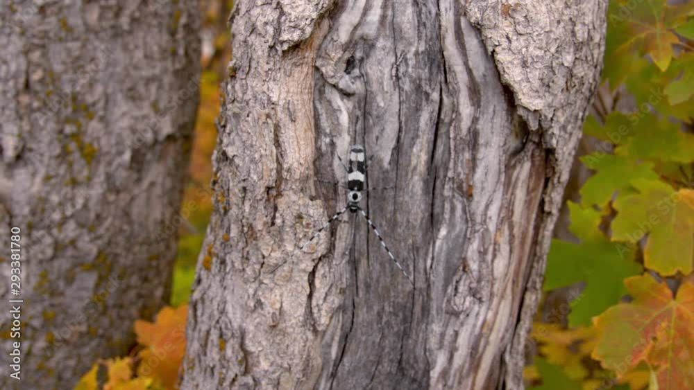Banded Alder Borer Beetle on trunk of tree panning backwards away out of focus during Fall in Utah. Banded Alder Borer Beetle on trunk of tree panning backwards away out of focus during Fall in Utah.