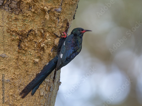 Green Wood Hoopoe on the banks of lake Nakuru,Kenya,Africa photo