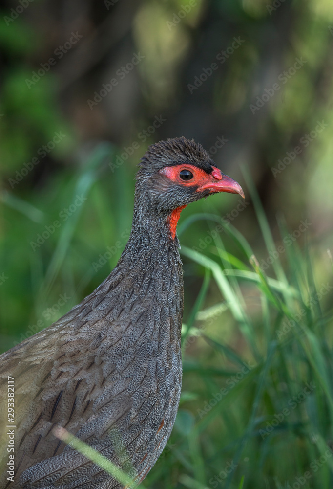 Red-necked Spurfowl at masai Mara,Kenya,Africa Red-necked Spurfowl at masai Mara,Kenya,Africa