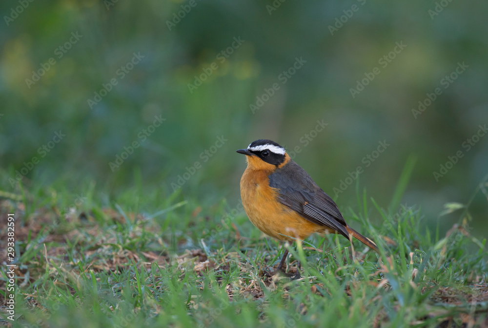 White-Browed Robin Chat seen at lake Nakuru,Africa,Kenya White-Browed Robin Chat seen at lake Nakuru,Africa,Kenya