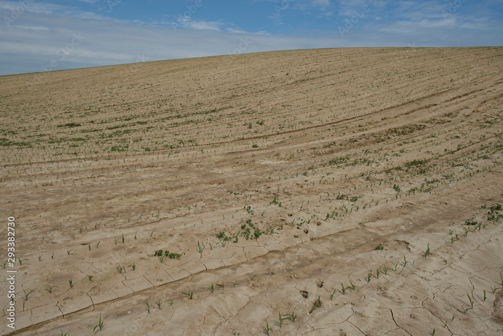Maize growing in monoculture on sandy soil in France