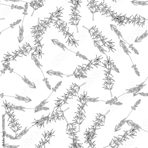 Graphic vintage pattern with fragrant herbs. Hand drawing. Seamless for fabric design, gift wrapping paper and printing and web projects.