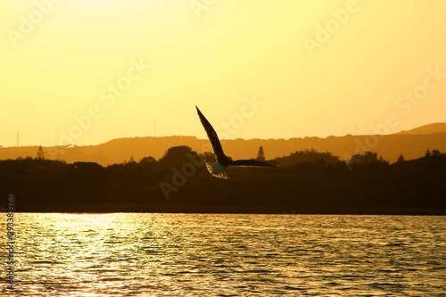 seagle sunset silhoutte photo