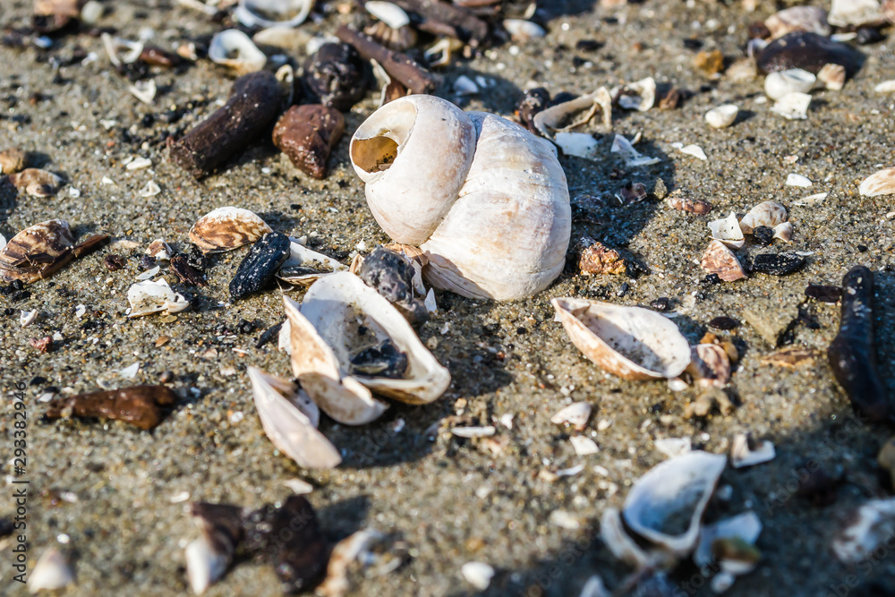 Shells on the shores of the Danube River. Shells on the shores of the Danube River.