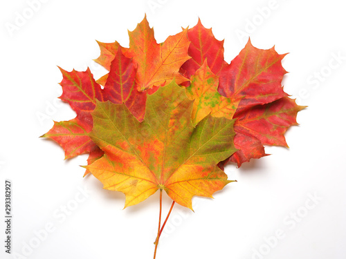 Bright autumn maple leaves on a pure white background