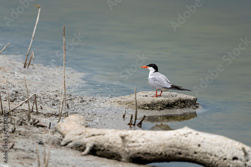 Common terns (sterna hirundo) in 