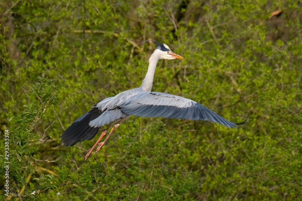 Fototapeta premium Graureiher (Ardea cinera)
