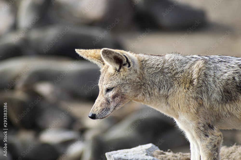 Black Backed Jackal between seals at Cap Cross - Namibia Africa Black Backed Jackal between seals at Cap Cross - Namibia Africa