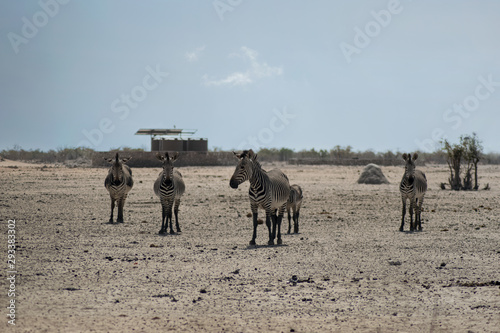 Zebras Family near the desert in Namibia Africa