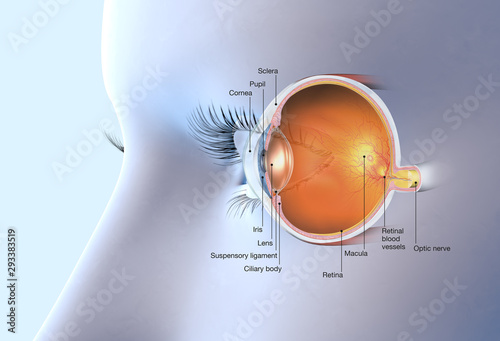 Healthy human eye anatomy, medically 3D illustration photo