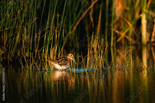 Fotografie, Obraz Eurasian woodcock on lake