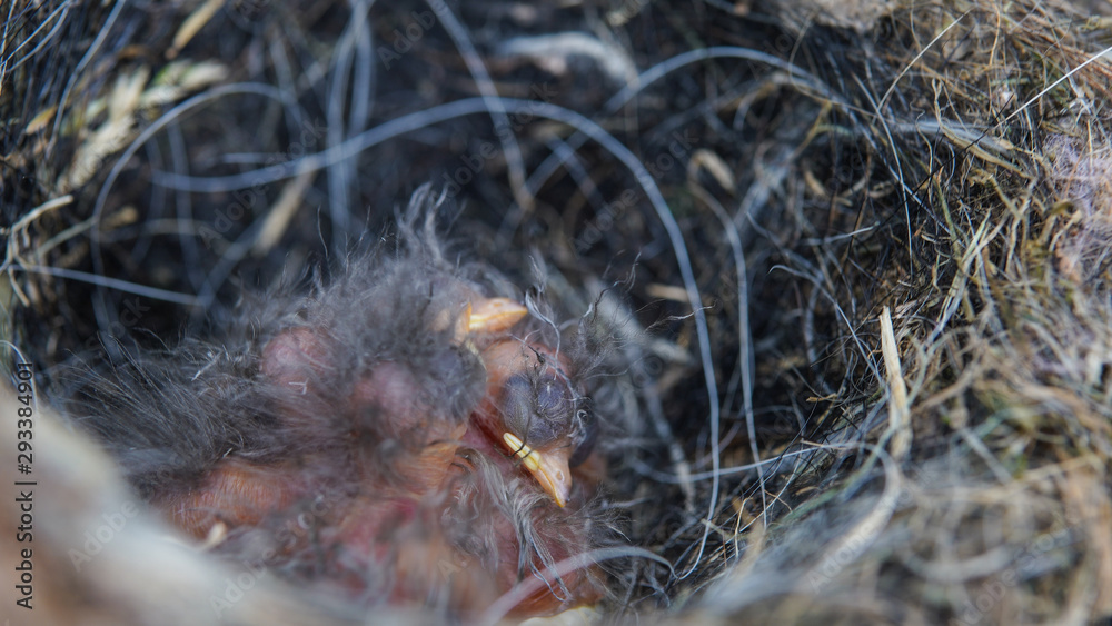 Straw nest filled with small newborn songbirds. Birds hatched in springtime. Small baby birds sleeping in th nest and waiting for mother Straw nest filled with small newborn songbirds. Birds hatched in springtime. Small baby birds sleeping in th nest and waiting for mother
