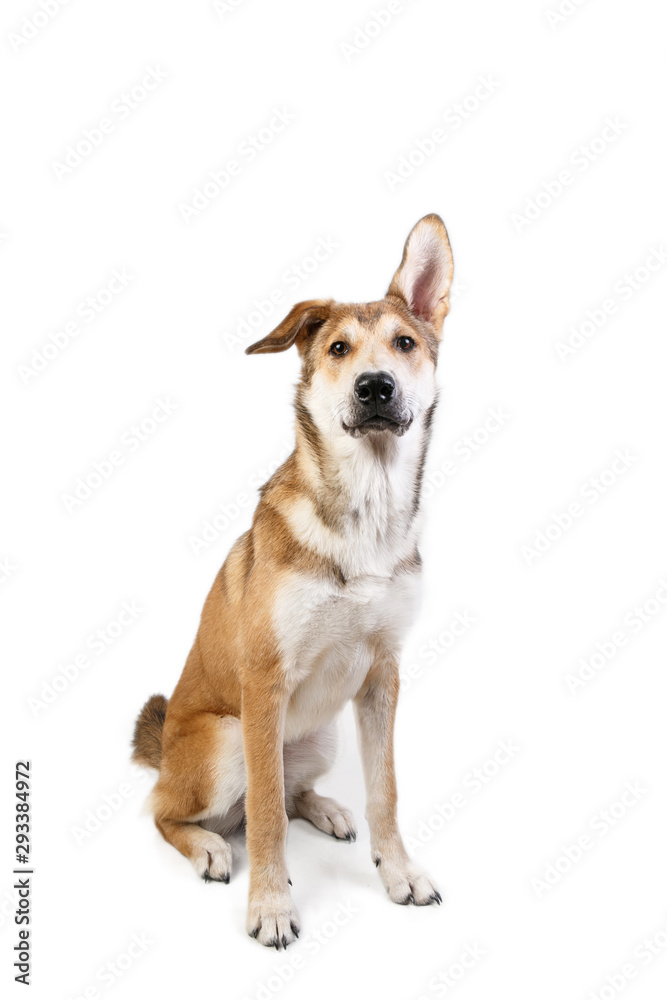 Studio shot pf a happy adult large mixed breed golden color dog sitting with a smile on his face