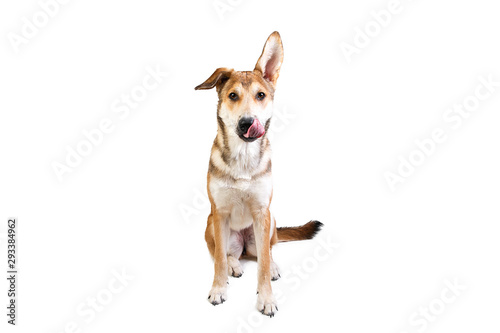 Studio shot pf a happy adult large mixed breed golden color dog sitting with a smile on his face