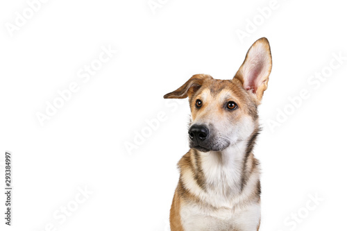 Studio shot pf a happy adult large mixed breed golden color dog sitting with a smile on his face © Alexandr