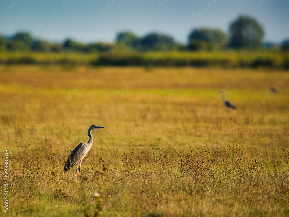 Fototapeta premium Grey heron