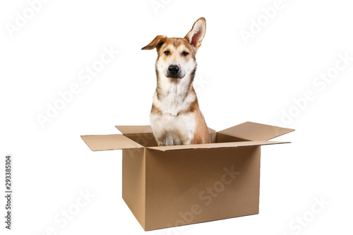 Cute dog in a very big moving box. isolated on white