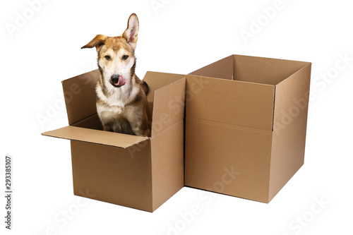 Cute dog in a very big moving box. isolated on white