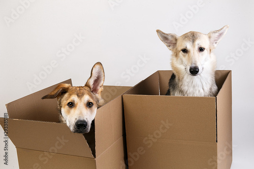 Photography Two dogs in a very big moving box. isolated on white