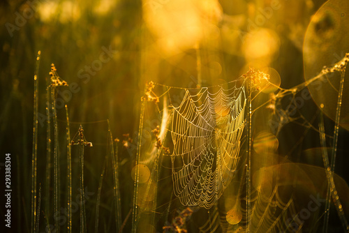 Spider web on morning meadow