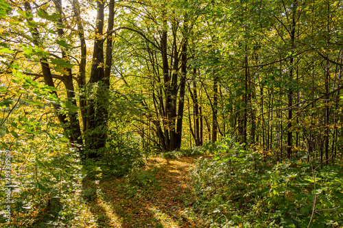 Green forest. Tree with green Leaves and sun light. Bottom view background