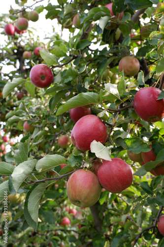 Sweet, red, juicy apples growing on the tree in their natural environment.