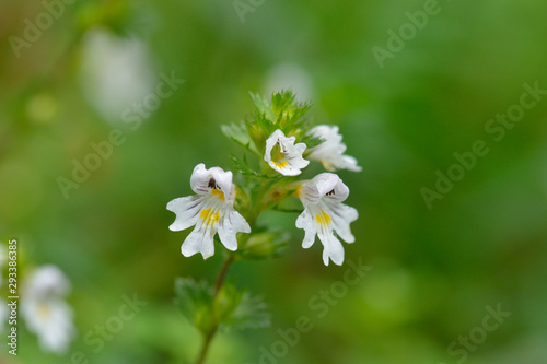 Augentrost (Euphrasia) Blüten photo