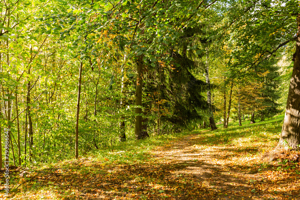 Panorama of a path through a lush green summer forest Panorama of a path through a lush green summer forest