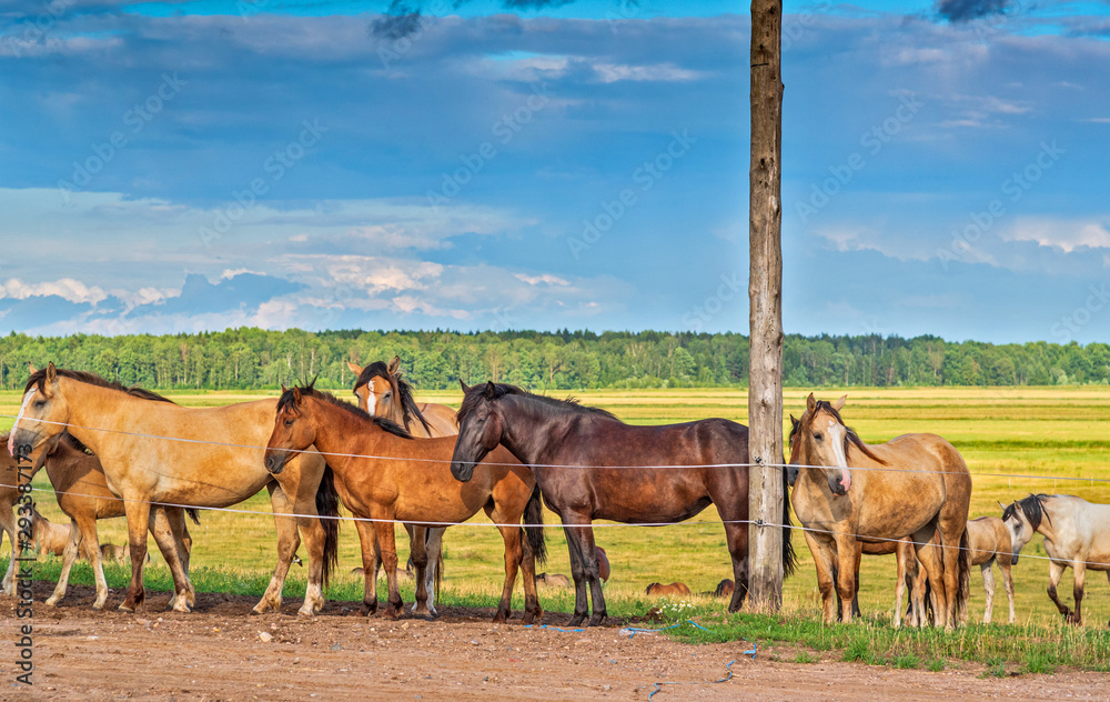 Obraz premium Horses graze on a summer field against the background of clouds.