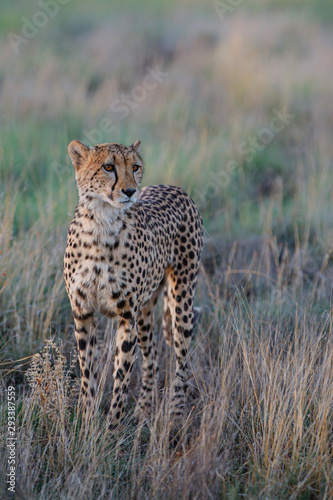 Cheetah on the hunt in the late afternoon in a Game Reserve in the Karoo in South Africa with copy space