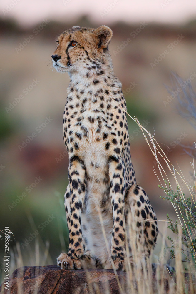 Cheetah on the hunt in the late afternoon in a Game Reserve in the Karoo in South Africa with copy space Cheetah on the hunt in the late afternoon in a Game Reserve in the Karoo in South Africa with copy space