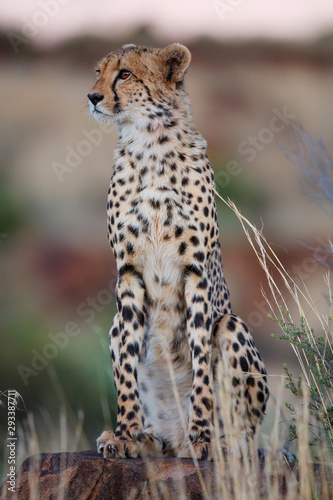 Cheetah on the hunt in the late afternoon in a Game Reserve in the Karoo in South Africa with copy space