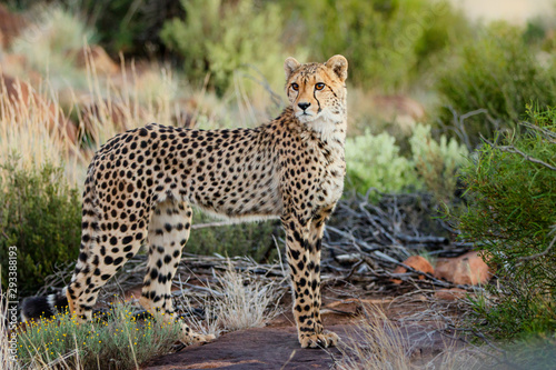 Cheetah on the hunt in the late afternoon in a Game Reserve in the Karoo in South Africa 