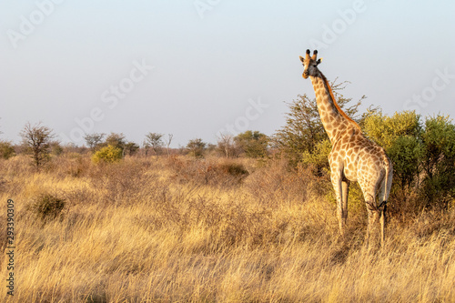 Wild giraffe in the African savannah, typical African landscape in Botswana with a sunset bush safari. Adult giraffe close to the natural reserve Makgadikgadi Pan. Sef drive safari in Bostwana