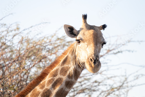 Fototapeta Naklejka Na Ścianę i Meble -  Wild giraffe in the African savannah, typical African landscape in Botswana with a sunset bush safari. Adult giraffe close to the natural reserve Makgadikgadi Pan. Sef drive safari in Bostwana