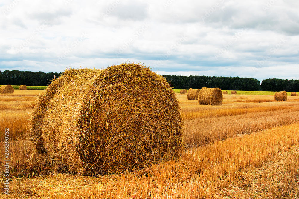 Haystack harvest spring field landscape. Haystack agriculture field landscape. rural yellow field