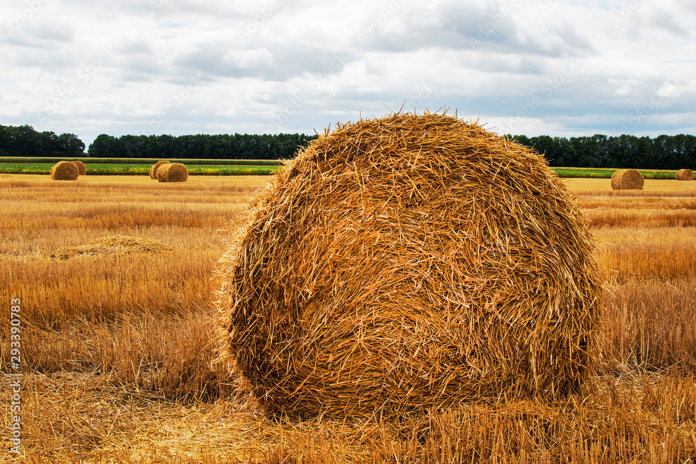 Haystack harvest spring field landscape. Haystack agriculture field landscape. rural yellow field