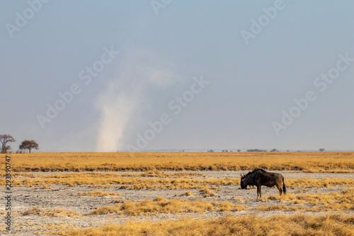 Alone wild blue wildebeest in the African savannah during the dry season with scarcity of water and a whirlwind of dust on the horizon. Africa drought with animals close to death due to global warming