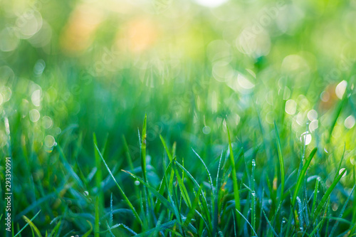 Green grass with drops of dew bokeh blur background