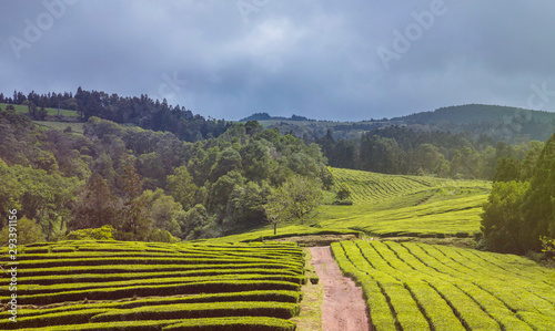 One of few tea plantations in Europe is based in Sao Miguel, Azores. Organic and ethical tea production. Warm glow of sun flare. photo