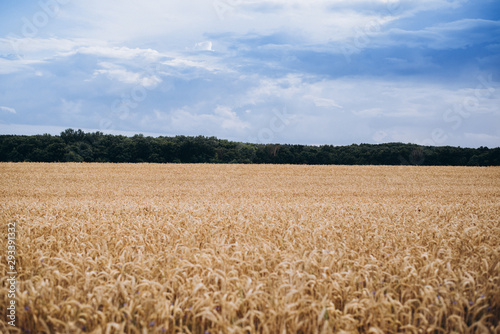 Growing wheat in the field