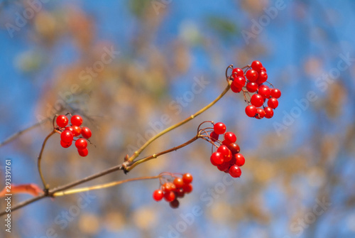 Ripe viburnum berries on a branch on a sunny day . Close-up on a background of blue sky