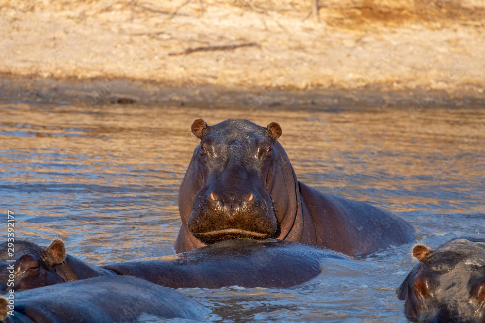 Naklejka premium family of hippopotamuses is refreshed at the African sunset during the great drought in Botswana in August. On the banks of the okavango, a family of hippos swims in a wet puddle that resist drought