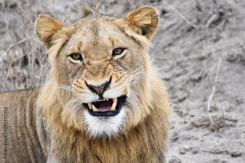 Lion in the Sabi Sands Kruger National Park South Africa