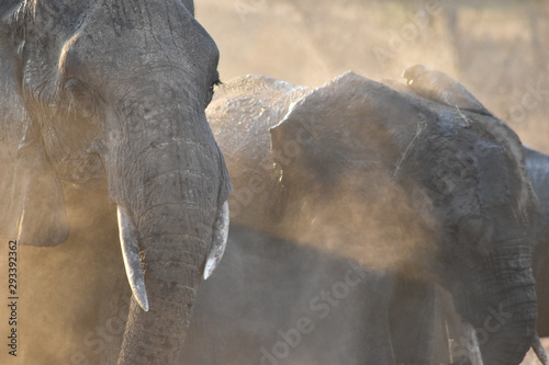Photography Elephants in the Sabi Sands Kruger National Park South Africa