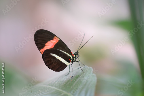 Tropical butterfly, macro close-up