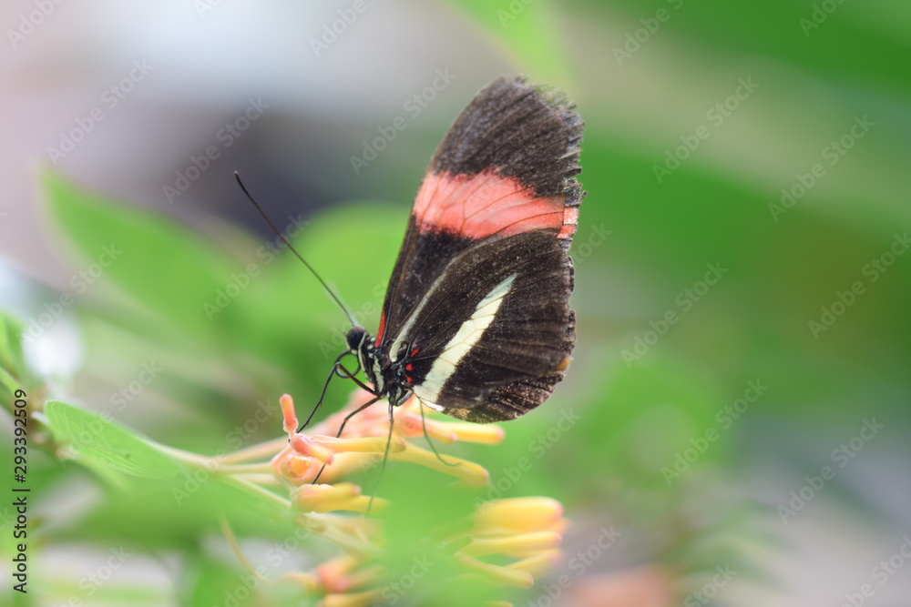 Obraz premium Tropical butterfly, macro close-up
