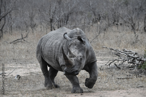 Rhino in the Sabi Sands Kruger National Park South Africa Safari