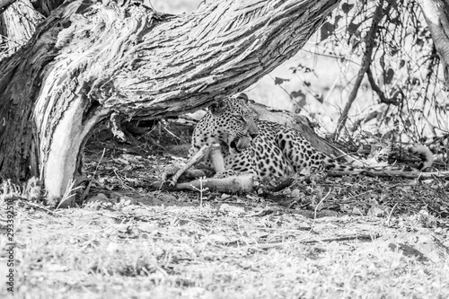 leopard eaing a gazelle impala under a trunk in africa. predatory animals of the African savannah during a safari. tourism in botswana in the moremi game reserve.